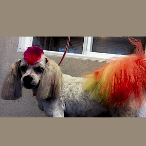 dog with dyed hair mohawk and a rainbow color tail 
