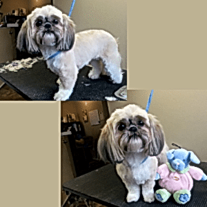two bichons groomed and ready to go home