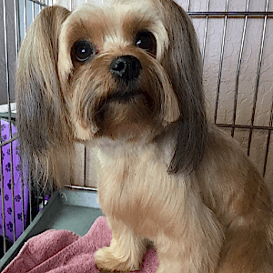 dog groomed and silky looking fur