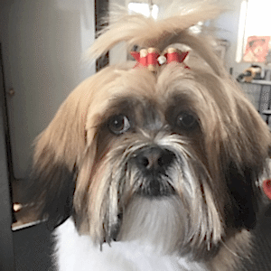 dog groomed with a ponytail