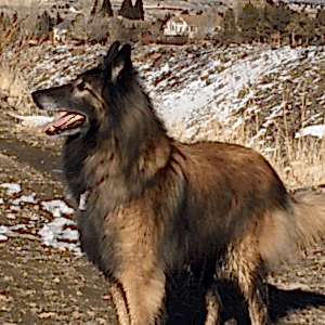 The owner's Belgian Tervuren Shepherd outside on a walk
