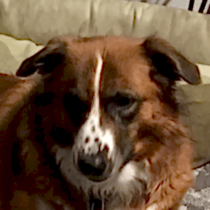 brown dog groomed and ready to go home