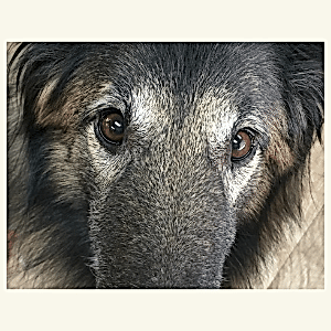 close up of dogs nose