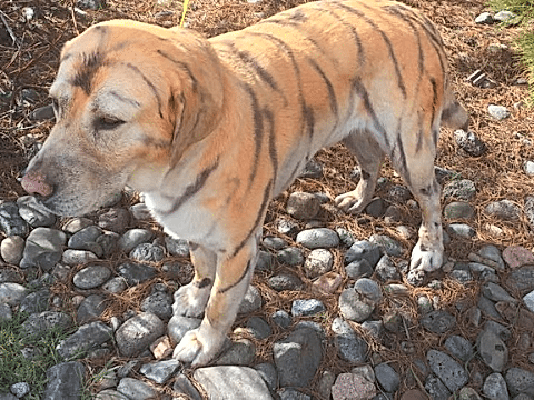 tiger 460 x 350