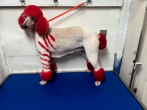 dog dyed with red to look like a candy cane<br />
